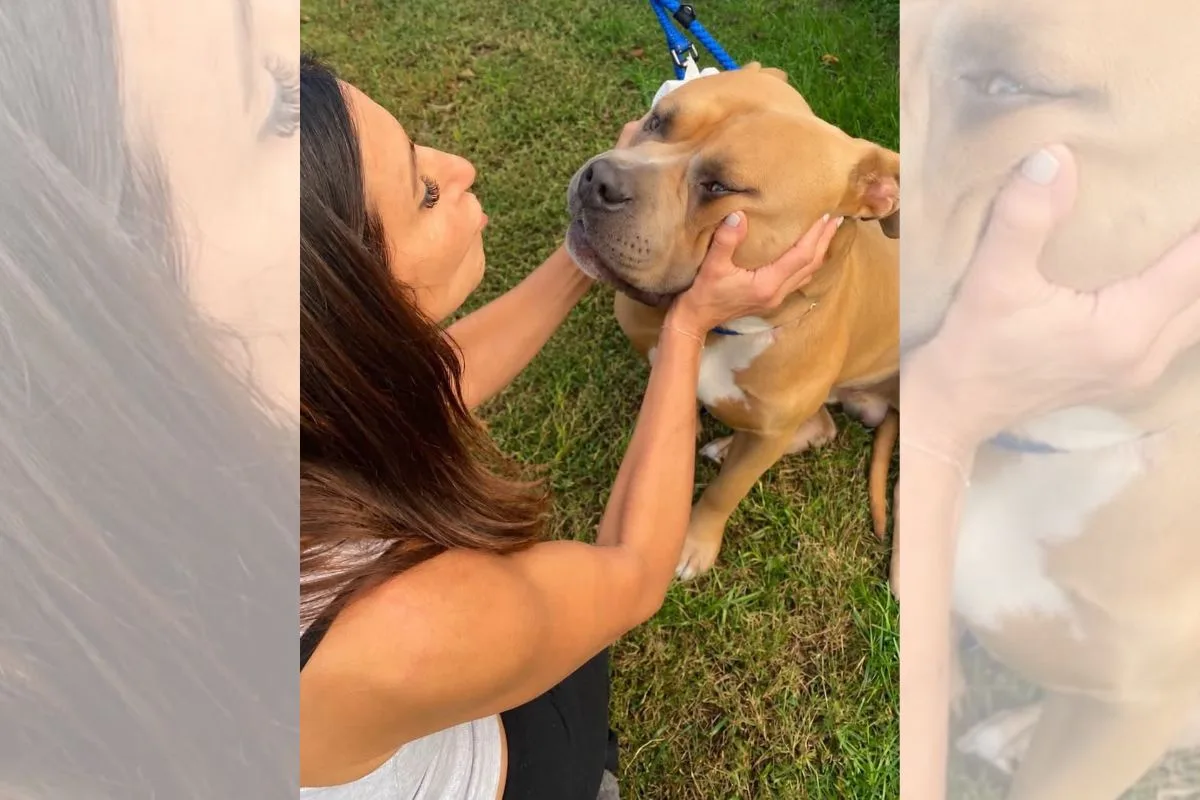 Vítima de maus-tratos, pitbull de 54 kg emociona protetores durante resgate