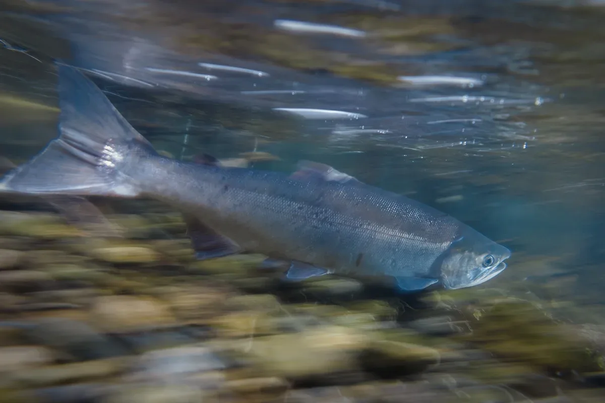 Ciclo de vida e reprodução dos salmões podem transformar peixes em zumbis