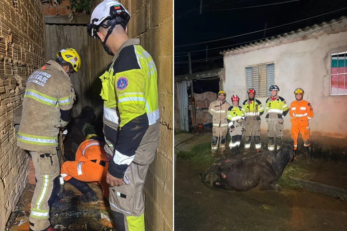 MG: vaca cai de 5 metros de altura em quintal e é resgatada pelos bombeiros
