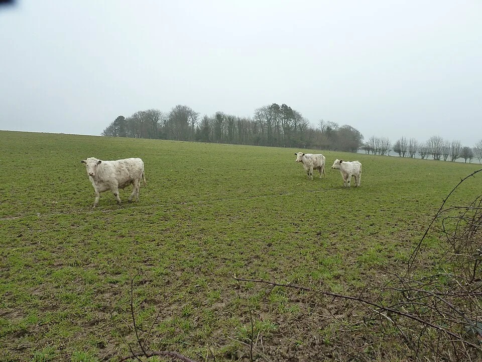 Whitebred Shorthorn: conheça o gado branco raro que virou peça-chave em cruzamentos britânicos