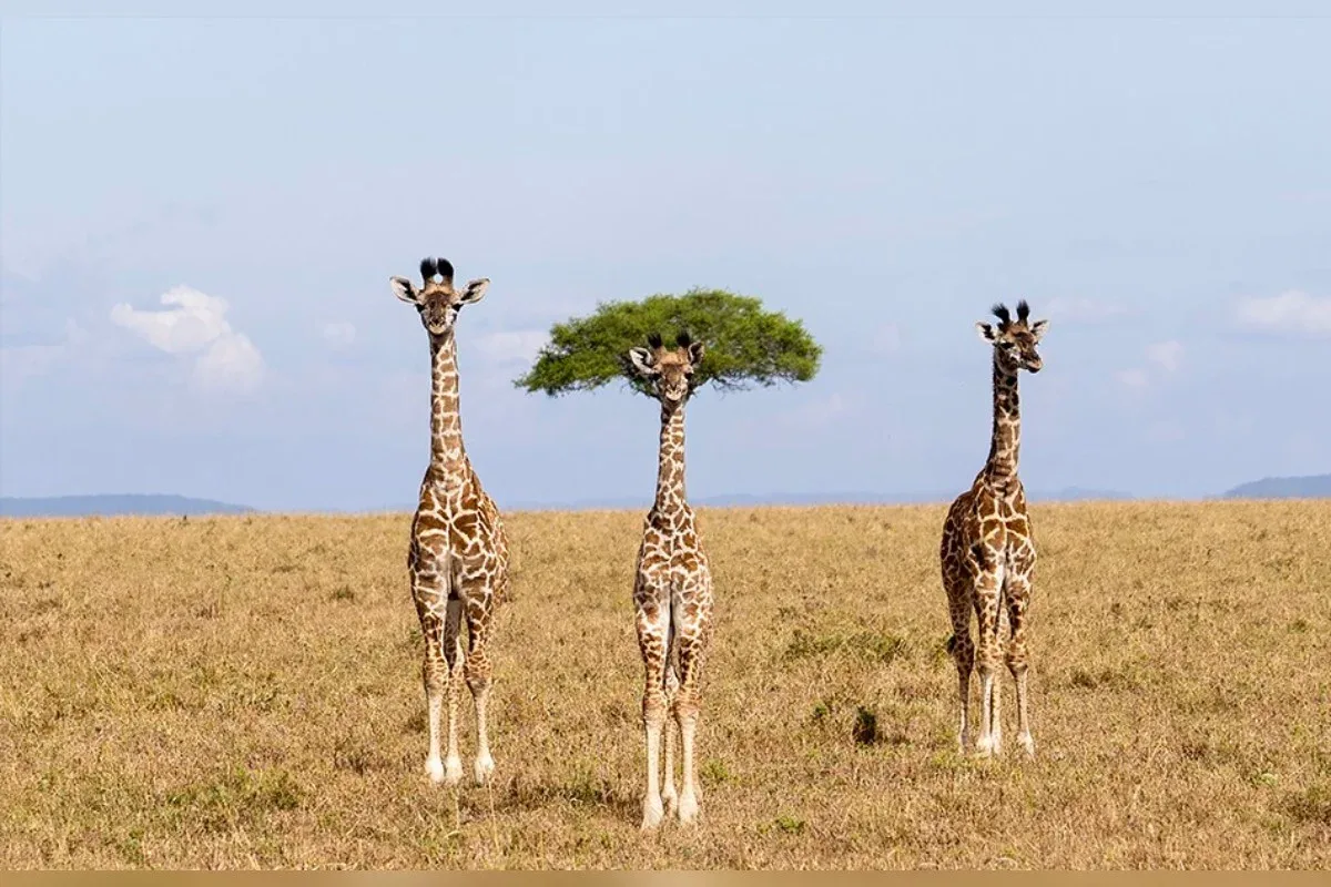 Comédia animal: veja 8 das fotos mais engraçadas da vida selvagem de 2026