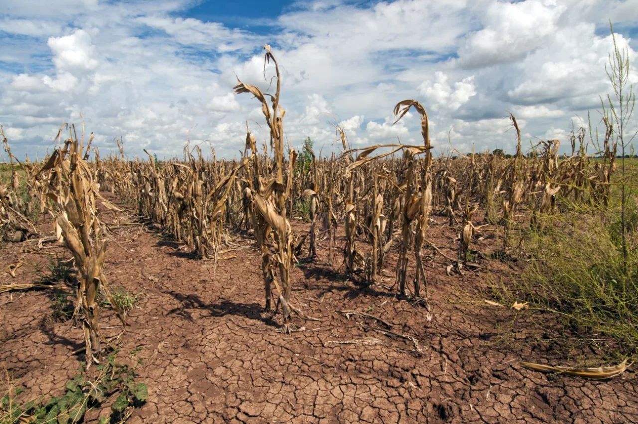 Eventos gigantes de calor ficaram 20 vezes mais frequentes em seis décadas; agro sente efeitos