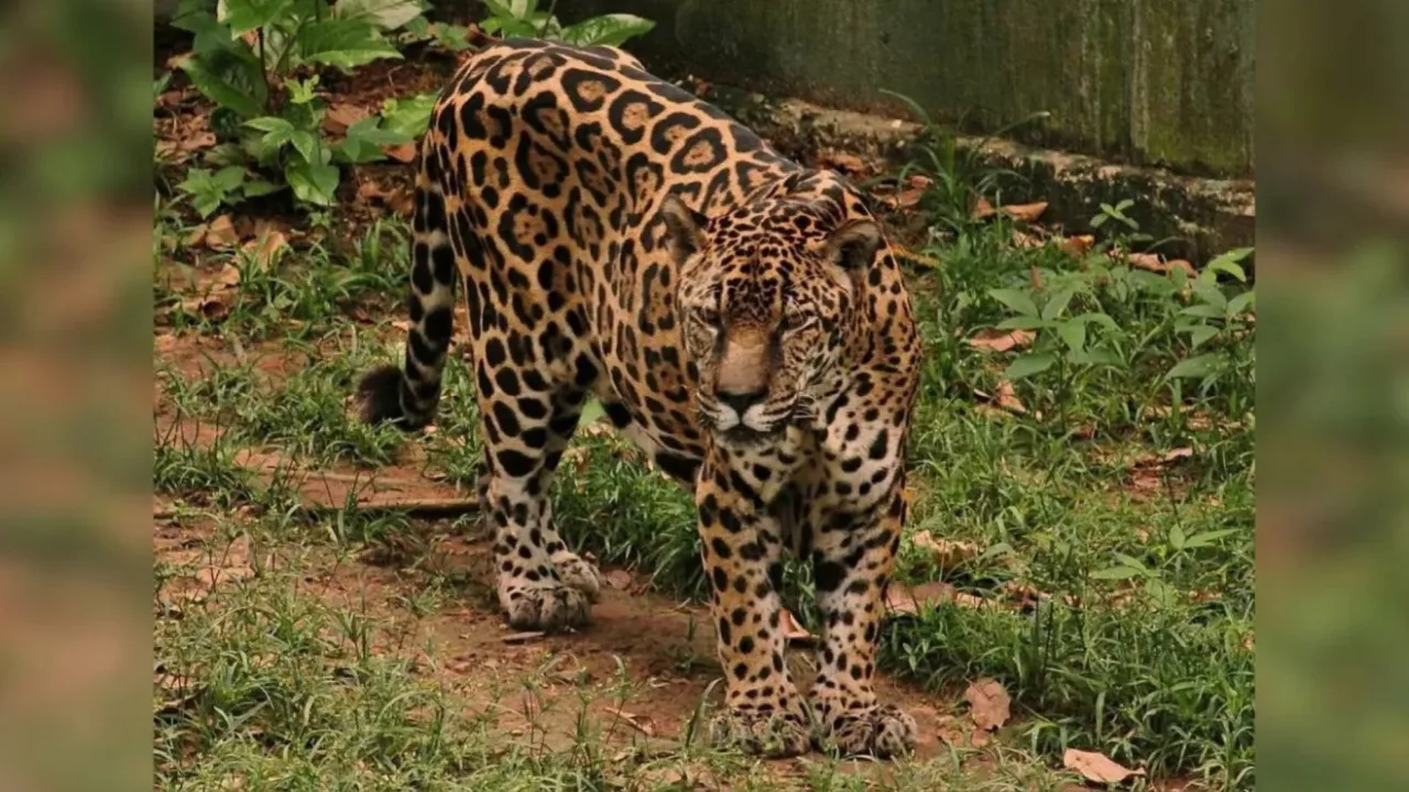 Onça-pintada do Exército chega aos 25 anos e conquista recorde mundial