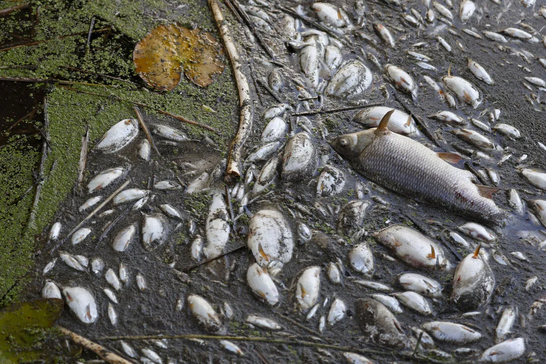 Mortandade de peixes em igarapé preocupa comunidades da zona rural de São Luís