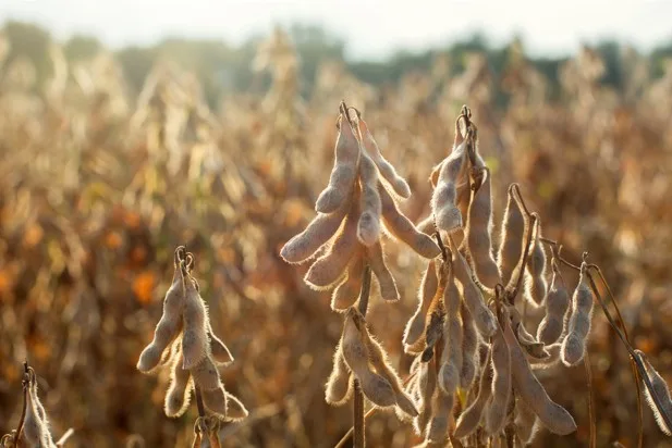 Clima exige planejamento antecipado dos produtores de soja na safra que está começando