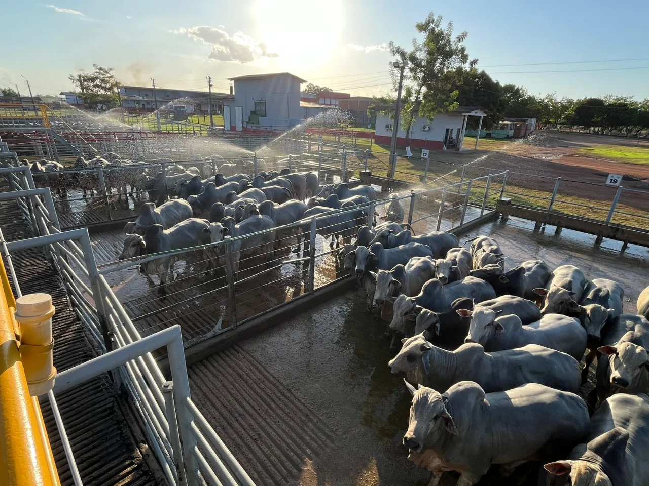 Etapa do Circuito Nelore reúne cerca de 6.600 bovinos e se aproxima de recorde histórico