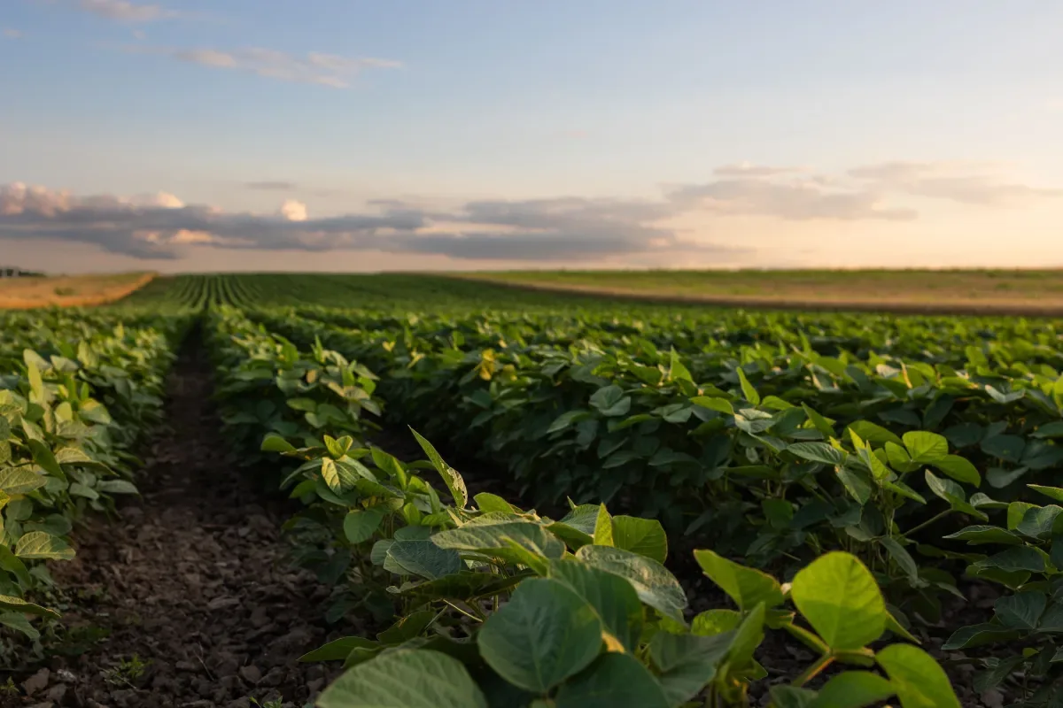 EUA projetam pagamentos recordes de US$ 13,8 bi a agricultores