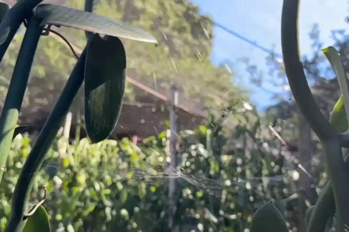 Aranhas viram aliadas no cultivo de baunilha, especiaria que ganha espaço no Brasil