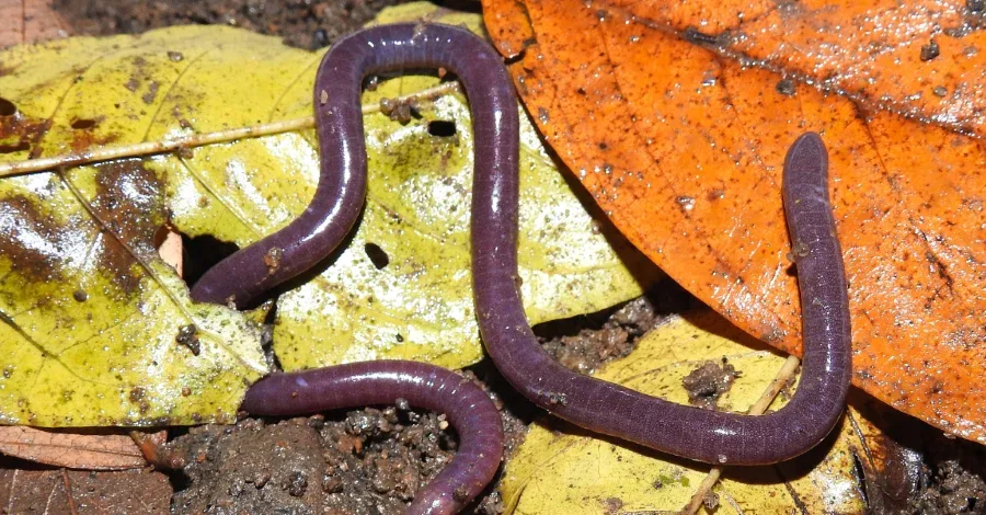 Nova cobra-cega homenageia o nome mais popular do Brasil
