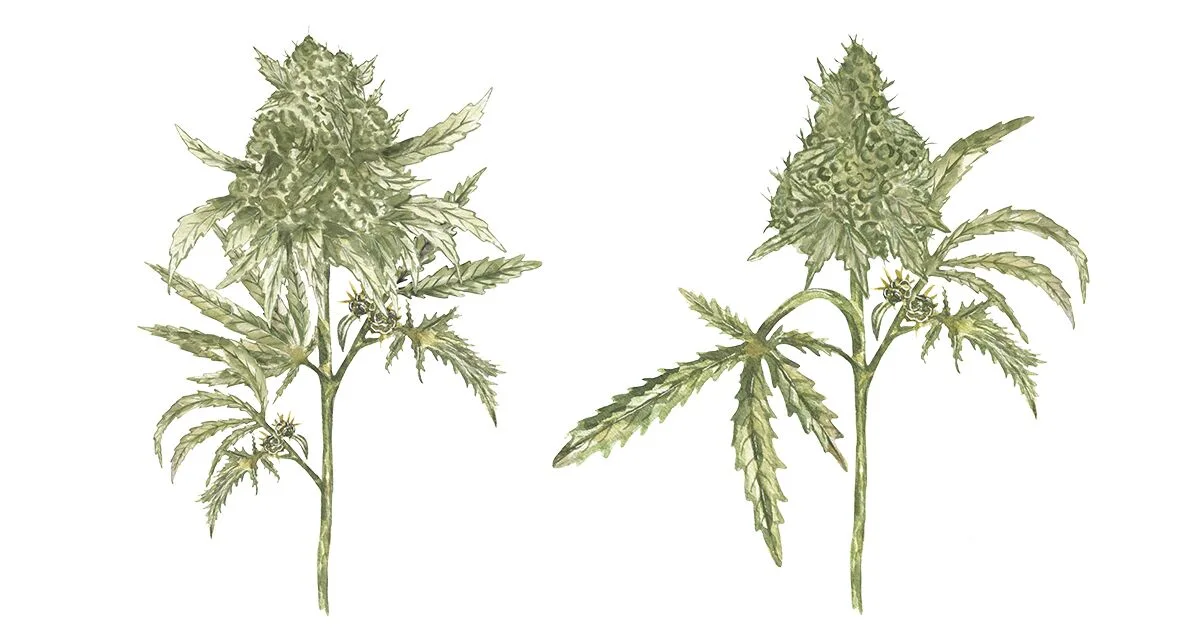 Cannabis e saúde mental: promessas e lacunas nas evidências