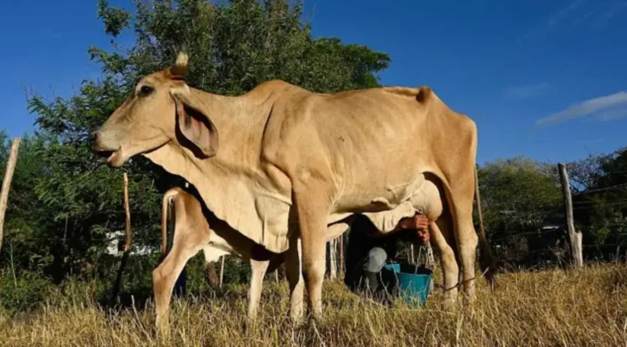 'O gado está morrendo de sede e fome': o impacto devastador do El Niño no Corredor Seco da América Central