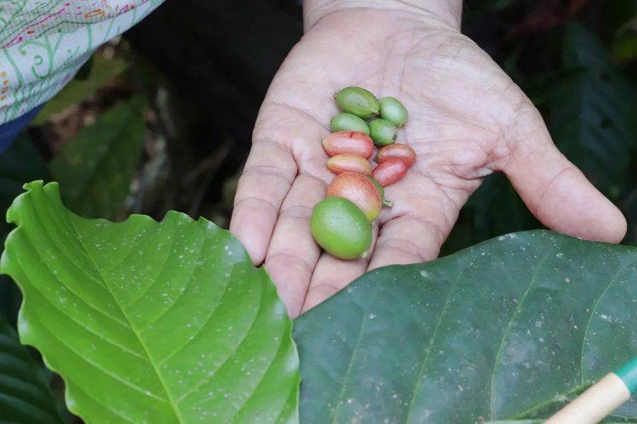 Café guardado por gerações no Pará revela espécie rara e aproxima ciência dos saberes rurais