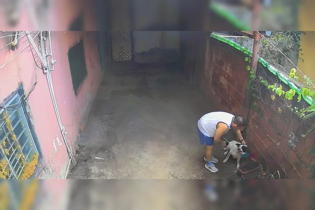 Dono torturava cachorro jogando água e aplicando choques com taser