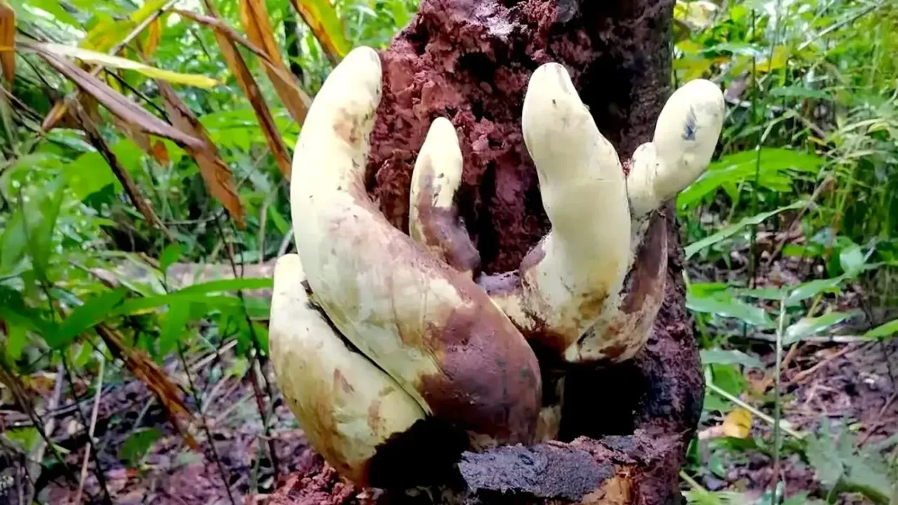 Fungo gigante de até 50 cm pode ter ligação com extinção dos dinossauros