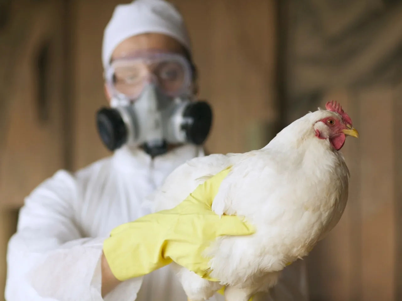 Novo foco de gripe aviária é confirmado no RS e 68 propriedades entram em vigilância