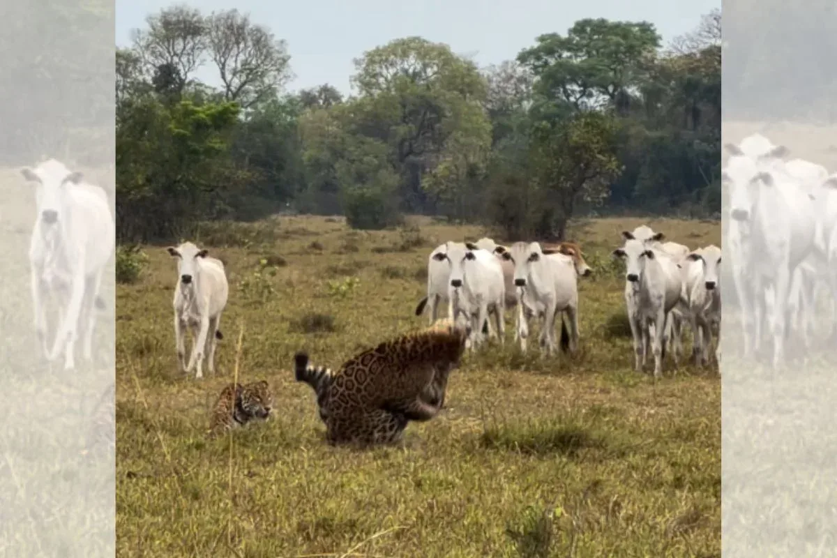 Vídeo registra onças-pintadas brigando por território no Pantanal