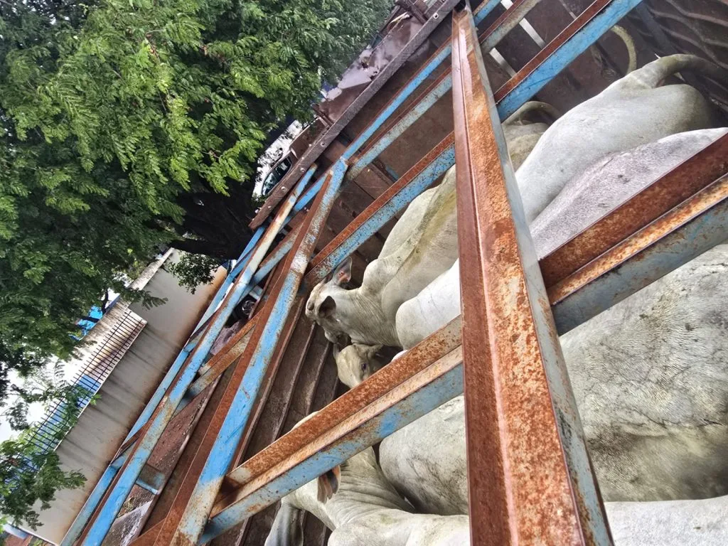 Caminhão com 20 bovinos furtados é interceptado; quatro são presos em MS