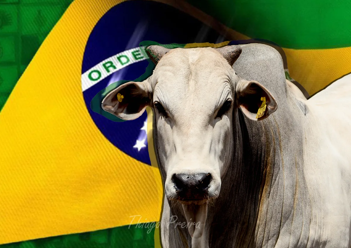 Boi brasileiro sobe 32%, mas ainda tem a menor arroba entre 9 países