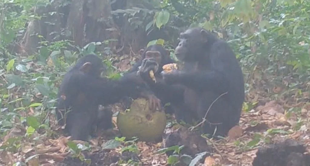 Chimpanzés roubam menos dos seus amigos - e esperam que eles façam o mesmo