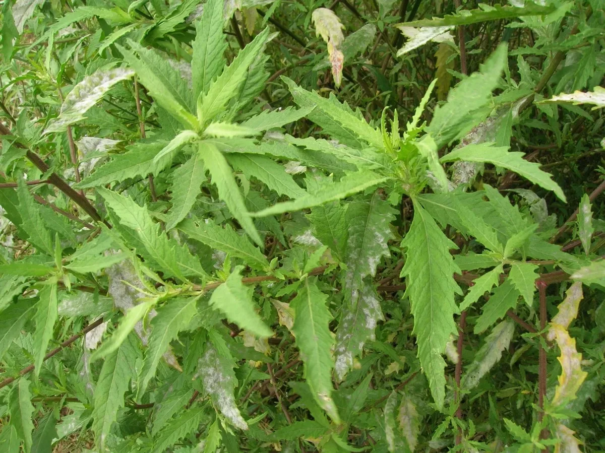 Mentruz no quintal é fácil de cultivar e guarda usos que vão além do tempero