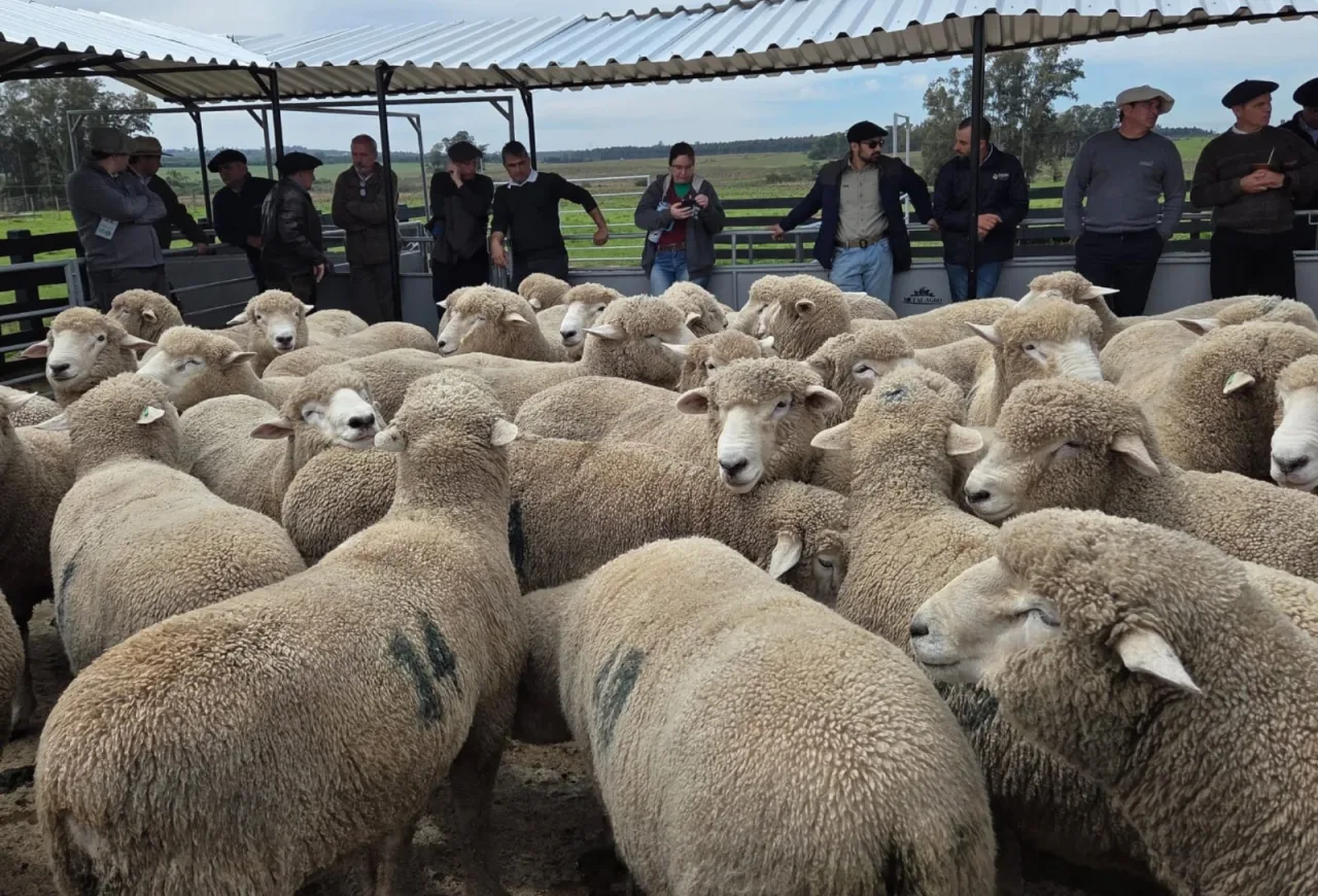 Corriedale produz 276 quilos de carne por hectare no Rio Grande do Sul, aponta teste