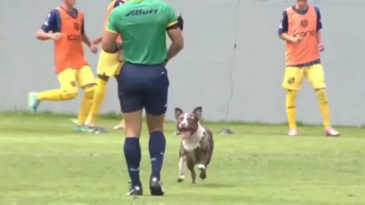 Cachorro quase marca gol em jogo da base entre Vasco e Madureira