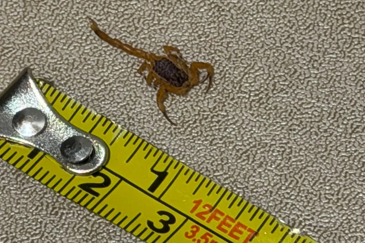 Infestação de escorpiões tira sono de moradores de prédio na Asa Norte