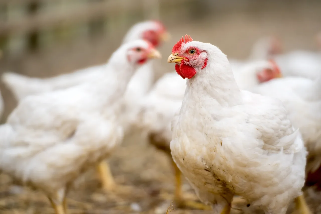 Phibro Saúde Animal renova certificação de Empresa Amiga do Bem-Estar Animal para seis produtos destinados à avicultura 