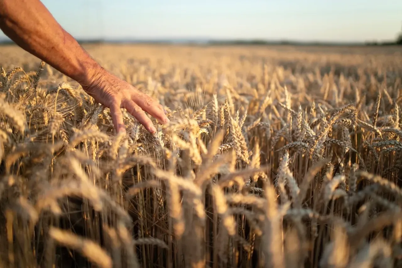 Cientistas descobrem nova defesa contra fungo que ameaça arroz, trigo e cevada