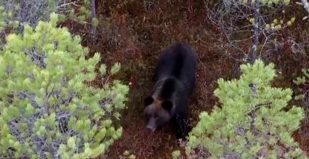 Vídeo: Urso é flagrado passeando por biblioteca na Califórnia