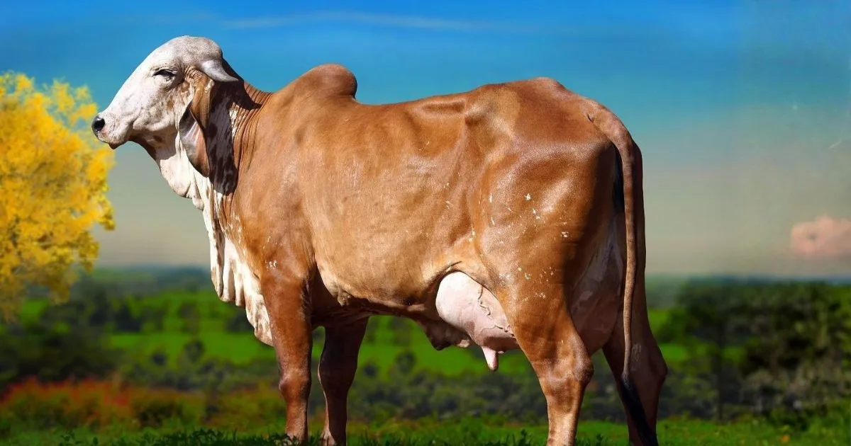 Gir Leiteiro quebra recorde histórico com média de 64,4 kg de leite na Expogil