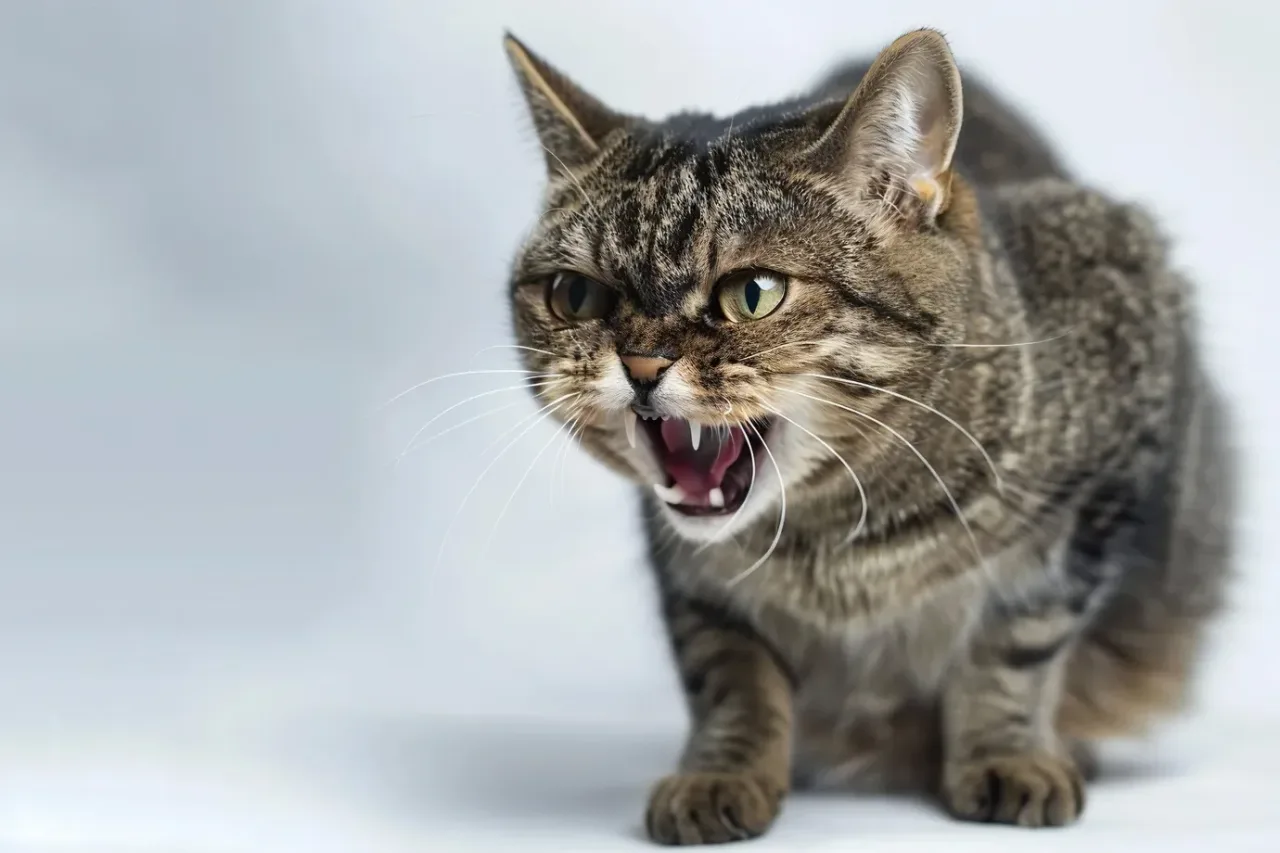 Por que os gatos ficam agressivos de repente? Veja 9 possíveis motivos para o comportamento