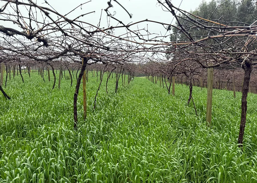 Pesquisa seleciona cultivares de aveia-preta para recuperação de solos na Serra Gaúcha