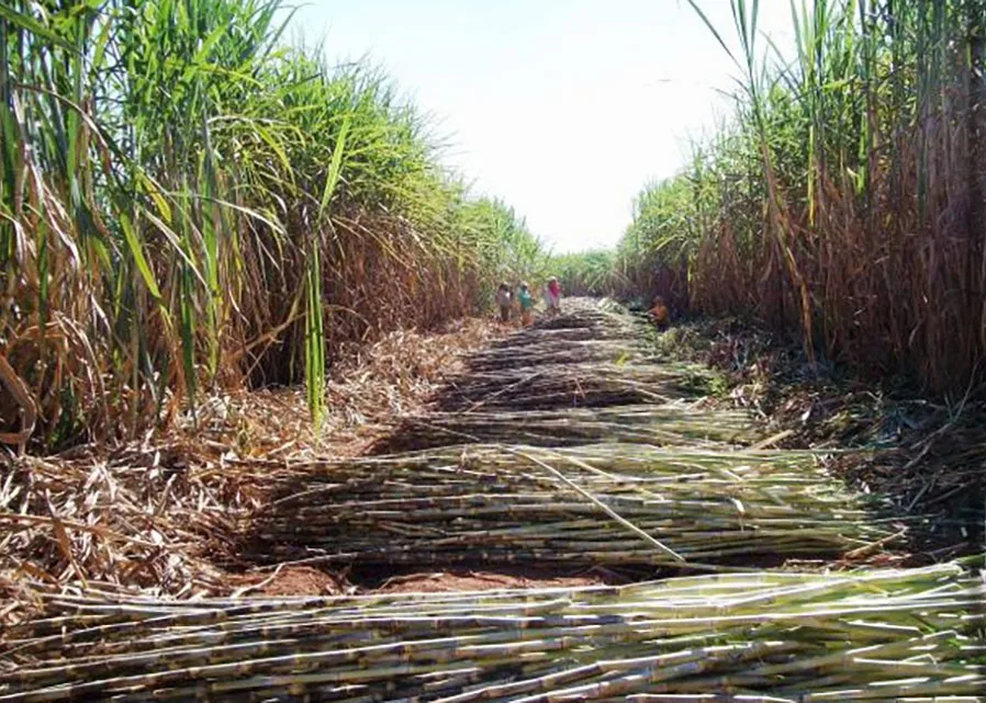 Chuvas podem deixar 35 milhões de toneladas de cana no campo e prolongar safra até 2027