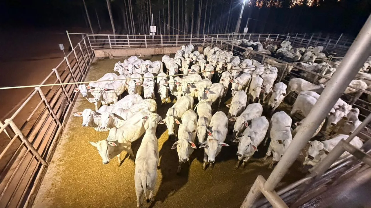Circuito Nelore de Qualidade chega a Colíder para avaliar cerca de 1.100 animais