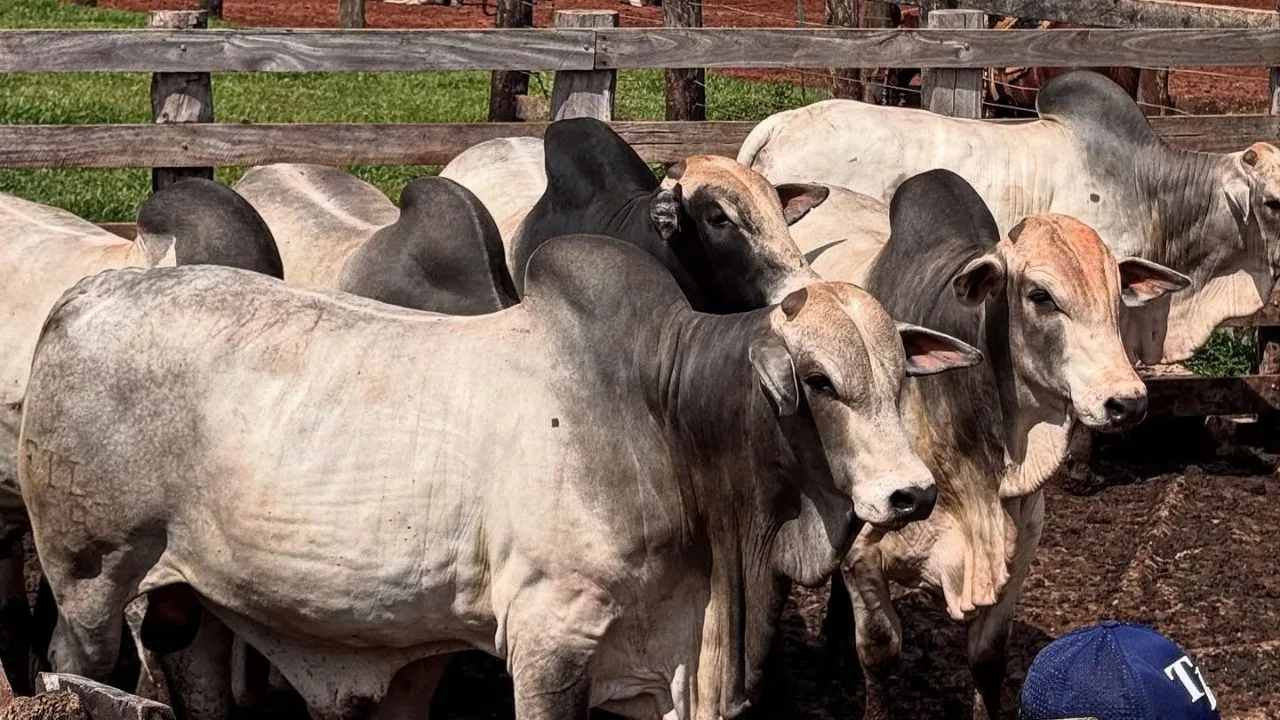 Fluazuron na carne: erro de poucos ameaça mercado bilionário do Brasil na China