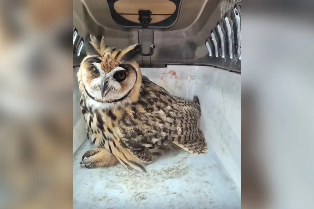 Coruja-orelhuda ferida na asa direita é resgatada em Formiga (MG)